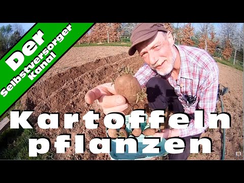 Video: Methoden Und Schemata Zum Anpflanzen Von Kartoffeln, Wie Und In Welcher Tiefe Gepflanzt Werden Soll