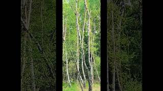 no comment oui c bien la buse sans abus