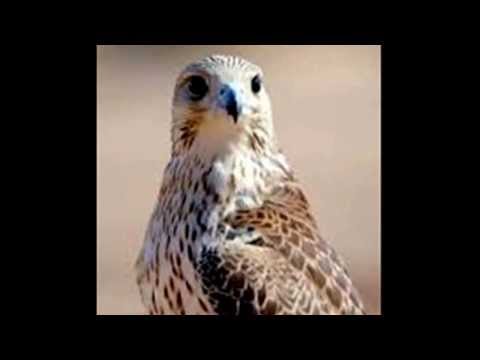 قصيدة الشاعر خلف الجبلي ردا على فواز الكثيري