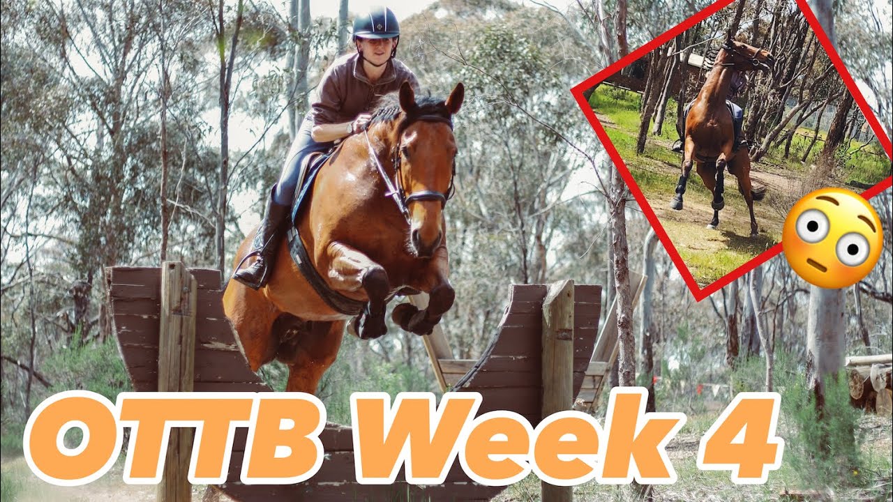 OTTB GOES CROSS COUNTRY FOR FIRST TIME // OTTB Progress Week 4