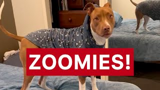 My Dog’s Bedtime Zoomies Are Out of Control 😂🛏️