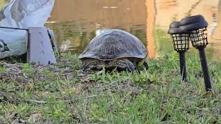 Big turtle in the yard