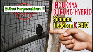 MEMECAHKAN MITOS.. !! BURUNG HYBRID SILANGAN TLEDEKAN GUNUNG X SRDC, ANAKNYA FIGHTER ABISS