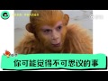 八一八明星们都是怎么炒CP的、背后有哪些不为人知的套路，以及欢乐颂女主为何不愿跟王凯炒CP，鹿晗热巴疑似牵手到底是假戏真做还是炒作？ @关爱八卦成长协会