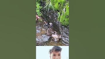 Mahadev status bholenath status mahakal status #shivashiva #snake #status #mahadev