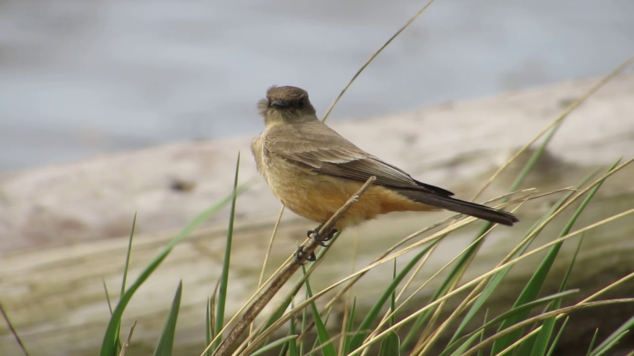 Say's Phoebe チャイロツキヒメハエトリ 