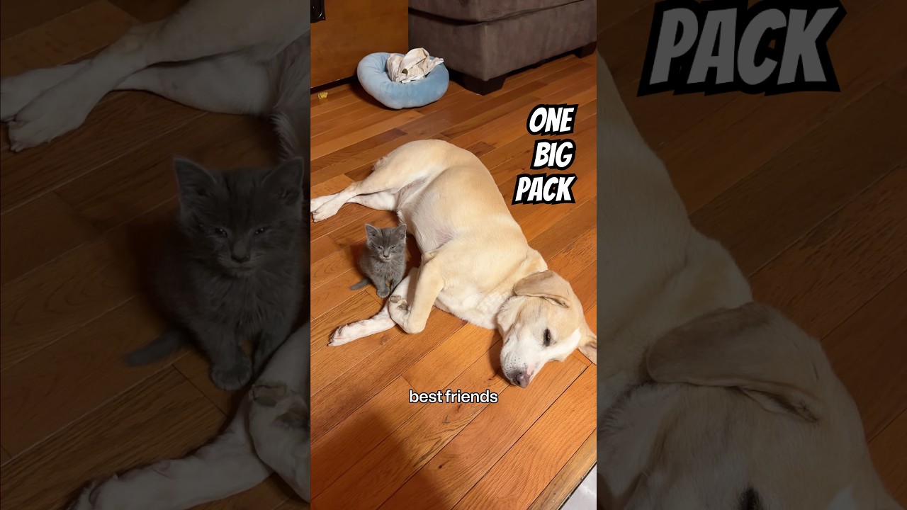 Unexpected Best Friends: Maggie & Tommy’s Sweet Bond