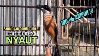 burung cendet gacor BONGKAR EMOSI JITU UNTUK PANCINGAN CENDET AGAR BUNYI jadikan BURUNG PENTET GACOR