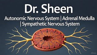AUTONOMIC NERVOUS SYSTEM AND THE ADRENAL MEDULLA - QUIZ