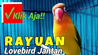 Suara Lovebird Jantan Memanggil Betina RAYUAN GOMBAL Cocok Buat Panggacorans Lb Jantan & Lb Betina