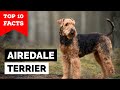 Airedale terrier  top 10 facts