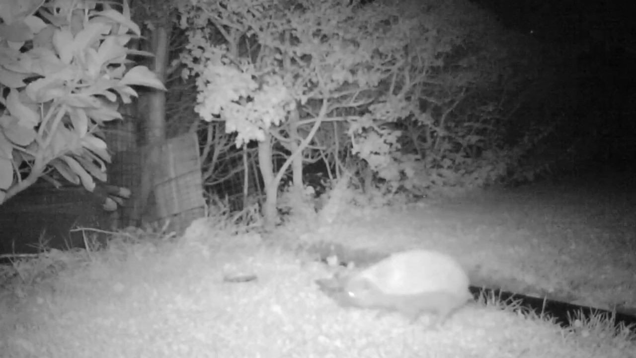 Hedgehog Feeding Early Morning Night 