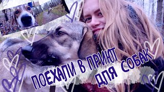 МОЯ НОВАЯ ЛЮБОВЬ🔥 Тусим в приюте// МНОГО СОБАК🐶//Moras Rin МОЯ НОВАЯ ЛЮБОВЬ🔥 Тусим в приюте// МНОГО СОБАК🐶//Moras Rin