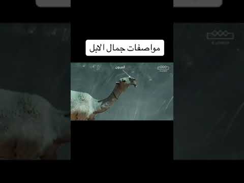 مواصفات جمال الإبل مع الدكتور مبارك ابن وقيان الدوسري الدواسر