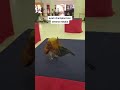 Ayam Serama - Juara Melaka