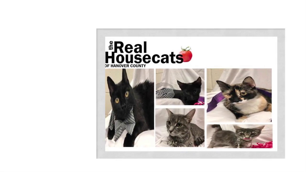 The Real Housecats of Hanover County