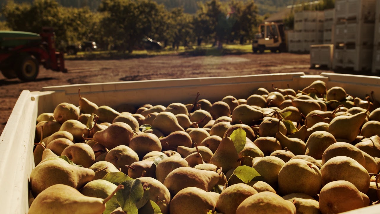 Mount Adams Fruit – World Class Pears, Cherries and Apples since 1907