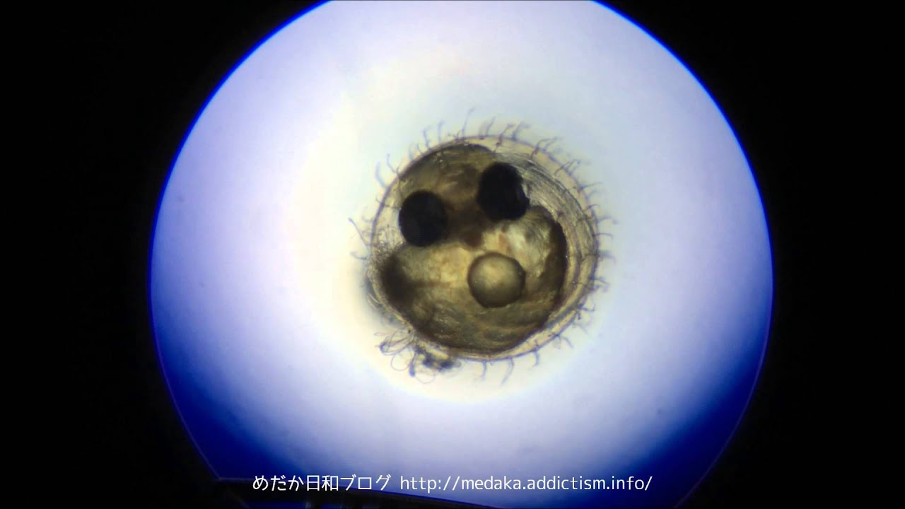 メダカの卵の成長過程 本編 めだか日和 気まぐれ更新 メダカなブログ