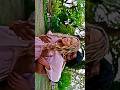 Sach Mai Hum Cousin Hai No Hard Feelings Nohardfeelings Jenniferlawrence Movies Hindidubbed 
