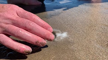 How to catch razor clams with salt [easily!]