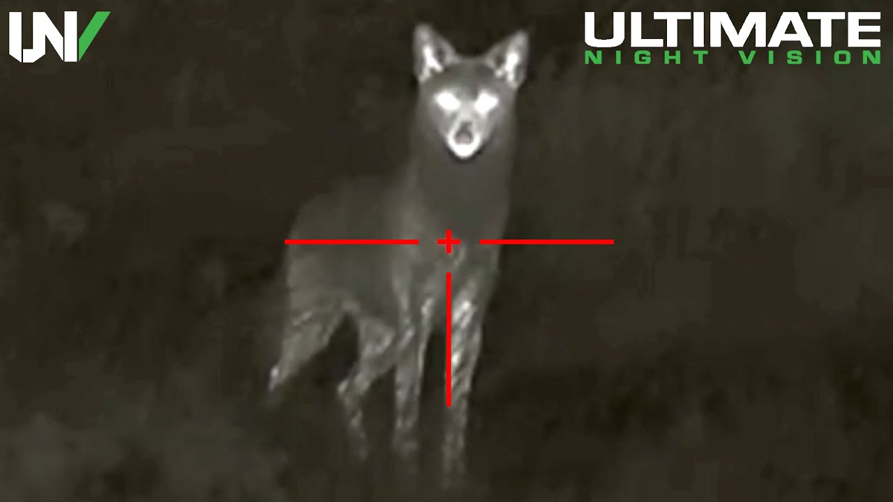 Hunter Eliminates Dozens Of Coyotes From Extremely Close Range Using 