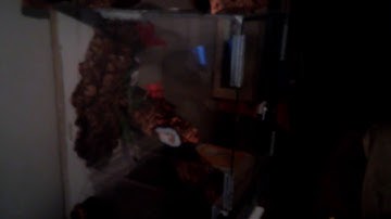 Juvenile Mangrove Monitor Taming enclosure part 3