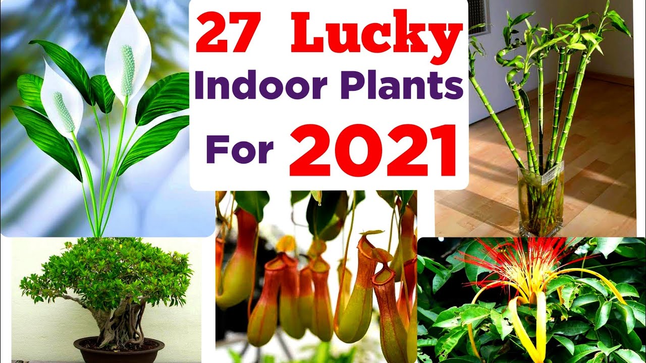 Top 27 Lucky Indoor Plants For 2021 Fengshui Plants Lucky Plants