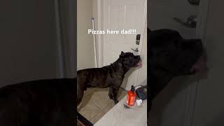 HOW DID HE KNOW LOL… 😂😅 #canecorso #trending #funnydogs #shorts