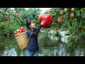 Harvesting stone apple  harvest and take care family  ella daily life