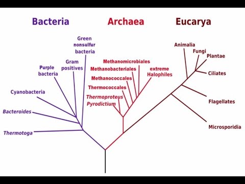 Video: ¿Cuáles son los tres dominios de la vida y cuáles son sus características únicas?