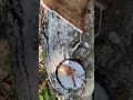 Fresh Latex Flowing From a Rubber Tree 🌳