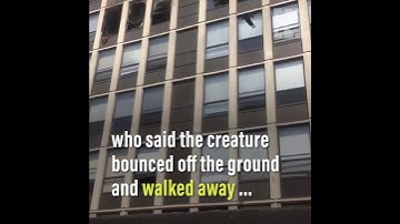 Nine lives: Cat leaps from fifth floor of burning building