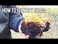 How to Identify Chaga