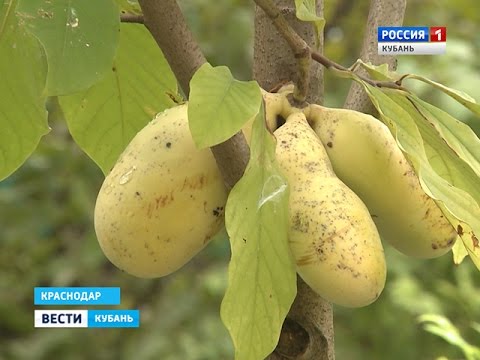 Video: Azimina Trīs Asmeņi - Augļi, ārstnieciskas īpašības