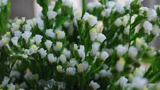 [How to make] Statice paper flower - HÆ°á»›ng dáº«n lÃ m hoa salem giáº¥y
