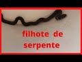 Cobra-d água filhote, erythrolamprus miliária.🐍🐍 {thel.Santos} 29/12/2021