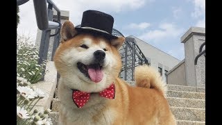 Mr Shibeman