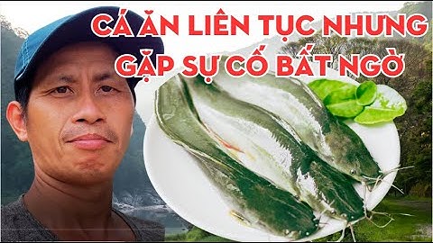 Cắm Câu Sau Cơn Mưa, Cá Ăn Liên Tục Nhưng Gặp Sự Cố Bất Ngờ | Tuấn Ở Quê