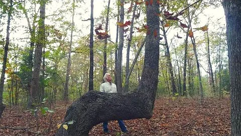 If You Find A Bent Tree In The Forest, You May Have Just Stumbled Upon A Centuries Old Secret - DayDayNews