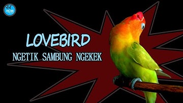 LOVEBIRD NGETIK SAMBUNG NGEKEK