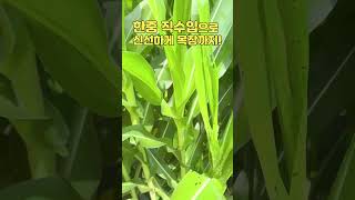 베트남산 옥수수사일리지 직접 본 농장 현장! #한중에스에스