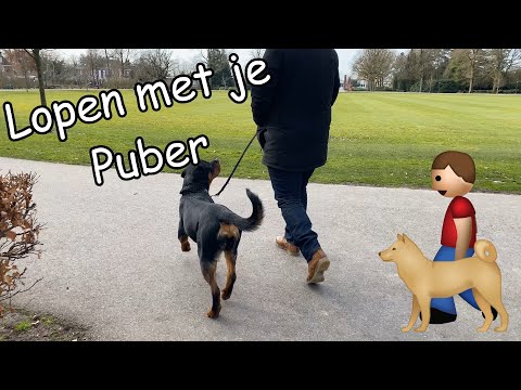 Video: 5 tips om te voorkomen dat uw Duitse dog aan een riem trekt