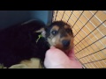 Airedale Terrier Puppies for Sale Video - S & S Family Airedales - Puppy Pick Week - Casey 7 Airedale Terrier Puppies for Sale Video - S & S Family Airedales - Puppy Pick Week - Casey 7