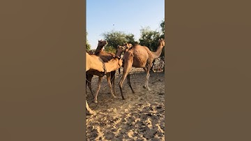 Camel testing system #shorts #camel