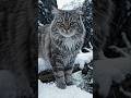 Small Paws, Giant Courage: The Mountain Cat! ❄️🐈 #Shorts #CatSurvival