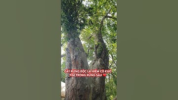 CÂY RỪNG ĐỘC LẠ HIẾM CÓ KHÓ TÌM TRONG RỪNG SÂU TÂY NGUYÊN HÙNG VỸ ĐĂK LĂK