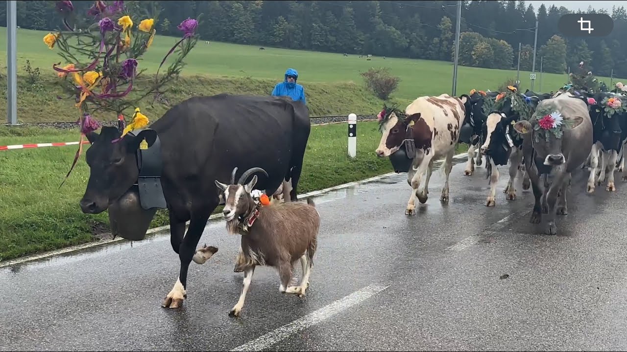 35ème Désalpe du BOÉCHET, Suisse 🇨🇭 