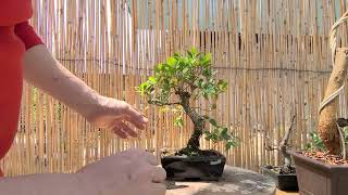 Как сформировать бонсай из магазинного материала. Фикус Ретуза. Ficus Retusa. 5.05.2024