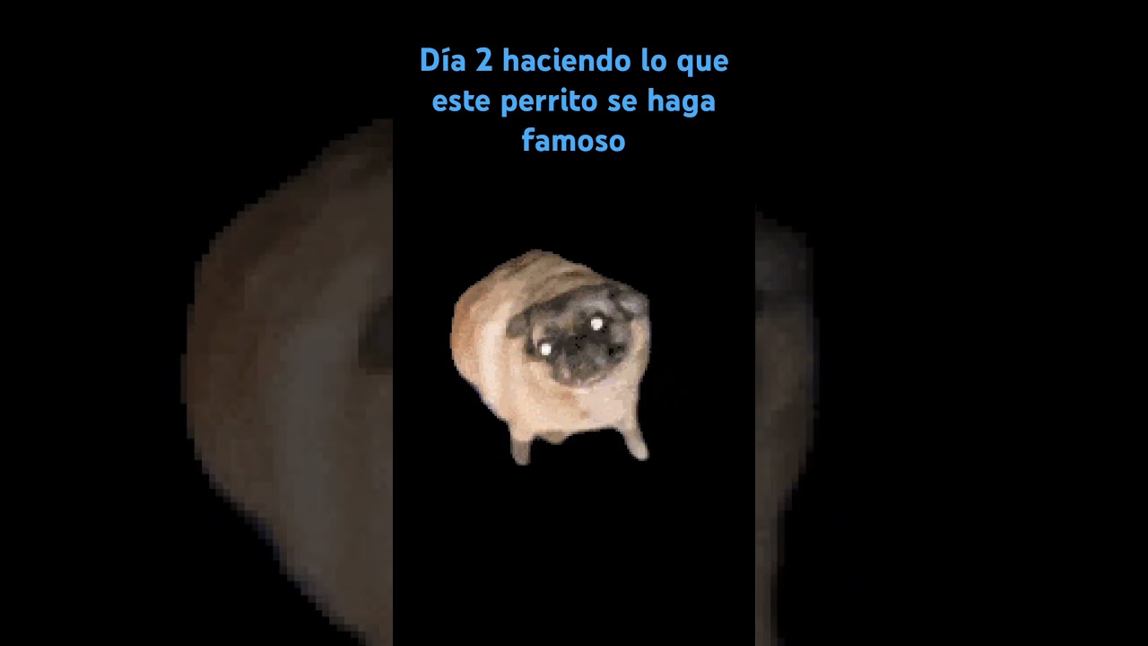 pug - YouTube