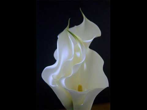 موشح أنا أنا يا اهل الهوى مقام شوق افزا تلحين وغناء محمد علي بحري